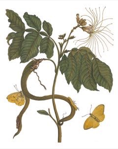 Inga edulis Ice Cream Bean, Monkey Tamarind Inga edulis Ice Cream Bean, Monkey Tamarind